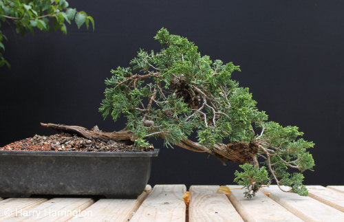 juniper bonsai
